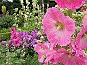 ALCEA ROSEA, (PINK HOLLYHOCK)