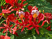 DELONIX REGIA, FLAMBOYANT