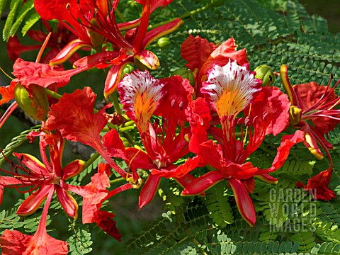 DELONIX_REGIA_FLAMBOYANT