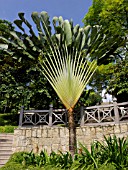 RAVENALA MADAGASCARIENSIS, TRAVELLERS TREE, FORT CANNING PARK, SINGAPORE