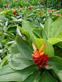 COSTUS MALORTIEANUS, SPIRAL GINGER