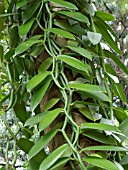 VANILLA PLANIFOLIA