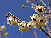 CHIMONANTHUS PRAECOX, WINTERSWEET