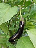 SOLANUM MELONGENA, AUBERGINE