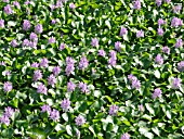 EICHHORNIA CRASSIPES, WATER HYACINTH