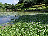 EICHHORNIA CRASSIPES, WATER HYACINTH, ON SYMPHONY LAKE, SINGAPORE BOTANIC GARDENS