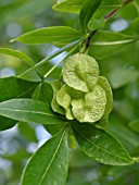 PTELEA TRIFOLIATA, HOP TREE