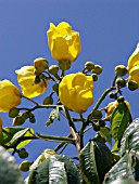 COCHLOSPERMUM RELIGIOSUM, SILK COTTON TREE