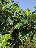 ARTOCARPUS ALTILIS, BREADFRUIT