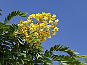 CASSIA SPECTABILIS