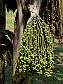 CARYOTA MITIS, CLUSTERED FISH TAIL PALM