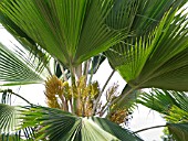 PRITCHARDIA PACIFICA, FIJI FAN PALM