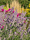 LAVANDULA LATIFOLIA, SPIKE LAVENDER