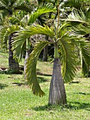 HYOPHORBE LAGENICAULIS, BOTTLE PALM