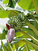 MUSA ACUMINATA, BANANA