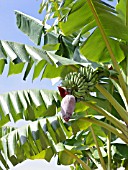 MUSA ACUMINATA, BANANA