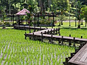 PADDY FIELD, TAMAN PERTANIAN, SHAH ALAM, MALAYSIA