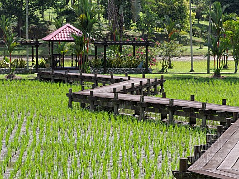 PADDY_FIELD_TAMAN_PERTANIAN_SHAH_ALAM_MALAYSIA