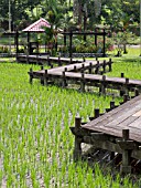 PADDY FIELD, TAMAN PERTANIAN, SHAH ALAM, MALAYSIA