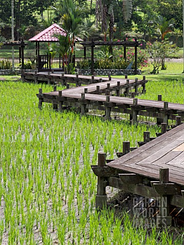 PADDY_FIELD_TAMAN_PERTANIAN_SHAH_ALAM_MALAYSIA