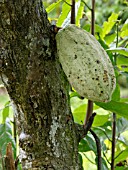 THEOBROMA CACAO, CACAO