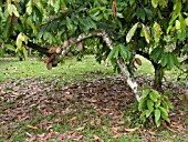 THEOBROMA CACAO, CACAO