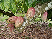 THEOBROMA CACAO, CACAO