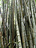 DENDROCALAMUS GIGANTEUS, GIANT BAMBOO