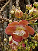 COUROUPITA GUIANENSIS