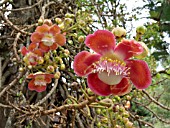 COUROUPITA GUIANENSIS