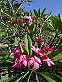 PLUMERIA RUBRA KIMO, FRANGIPANI