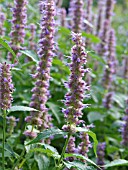 AGASTACHE URTICIFOLIA, NETTLE LEAF GIANT HYSSOP