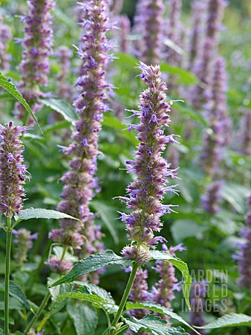 AGASTACHE_URTICIFOLIA_NETTLE_LEAF_GIANT_HYSSOP