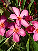 PLUMERIA RUBRA KIMO, FRANGIPANI