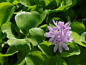 EICHHORNIA CRASSIPES, WATER HYACINTH