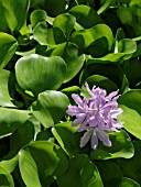 EICHHORNIA CRASSIPES, WATER HYACINTH