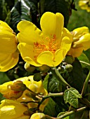 COCHLOSPERMUM RELIGIOSUM