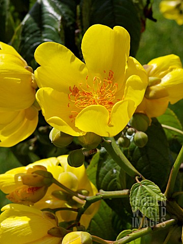 COCHLOSPERMUM_RELIGIOSUM