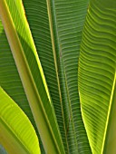 ENSETE SUPERBUM, ABYSSINIAN BANANA