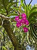 VASCOSTYLIS PINE RIVERS