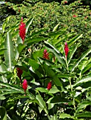 ALPINIA PURPURATA, RED GINGER