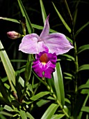 ARUNDINA GRAMINIFOLIA, BAMBOO ORCHID