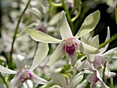 DENDROBIUM SIEW MAY