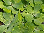 PISTIA STRATIOTES, WATER LETTUCE