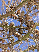 LARIX DECIDUA, EUROPEAN LARCH