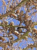 LARIX DECIDUA, EUROPEAN LARCH