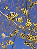 HAMAMELIS JAPONICA, JAPANESE WITCH HAZEL