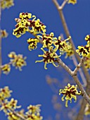 HAMAMELIS JAPONICA, JAPANESE WITCH HAZEL