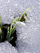 GALANTHUS NIVALIS, COMMON SNOWDROP