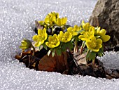 ERANTHIS HYEMALIS, WINTER ACONITE